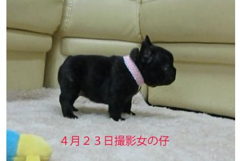 成約済の福岡県のフレンチブルドッグ-16386の2枚目