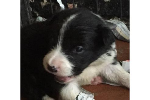 成約済の東京都のボーダーコリー-16397の1枚目