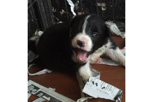 成約済の東京都のボーダーコリー-16397の2枚目
