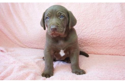 成約済の奈良県のミックス犬-15675の1枚目