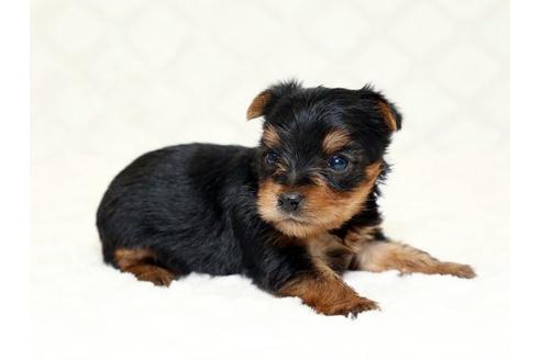 成約済の栃木県のヨークシャーテリア-16417の3枚目