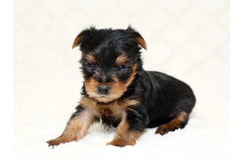 成約済の栃木県のヨークシャーテリア-16417の1枚目