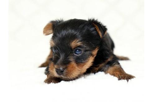 成約済の栃木県のヨークシャーテリア-16418の1枚目