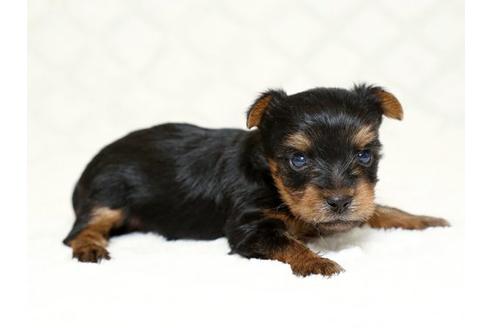 成約済の栃木県のヨークシャーテリア-16418の2枚目