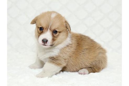 成約済の栃木県のウェルシュコーギーペンブローク-16419の2枚目