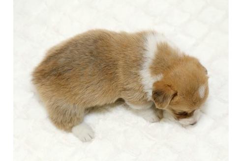 成約済の栃木県のウェルシュコーギーペンブローク-16419の3枚目