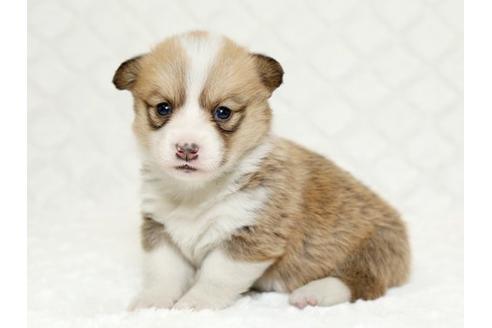 成約済の栃木県のウェルシュコーギーペンブローク-16420の3枚目