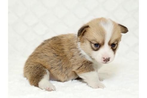 成約済の栃木県のウェルシュコーギーペンブローク-16420の1枚目