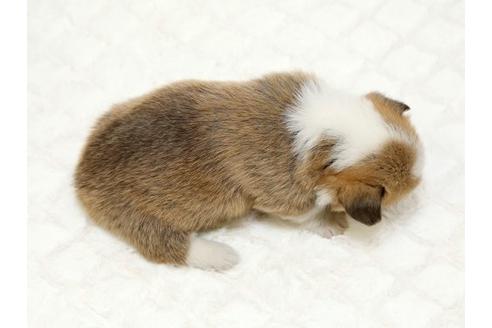 成約済の栃木県のウェルシュコーギーペンブローク-16420の2枚目