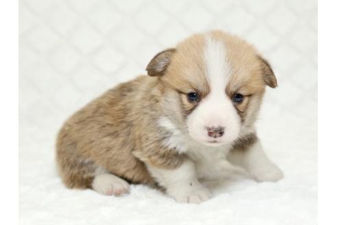 成約済の栃木県のウェルシュコーギーペンブローク-16421の2枚目