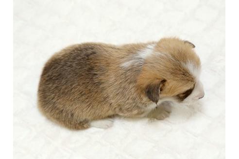 成約済の栃木県のウェルシュコーギーペンブローク-16421の3枚目