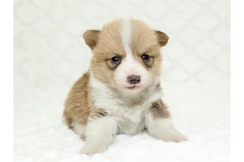 成約済の栃木県のウェルシュコーギーペンブローク-16422の1枚目