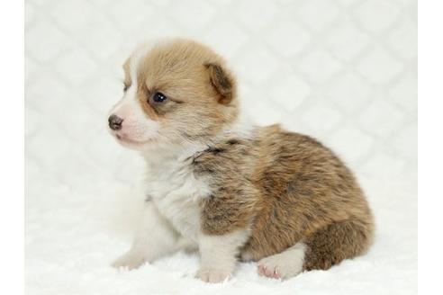 成約済の栃木県のウェルシュコーギーペンブローク-16422の2枚目