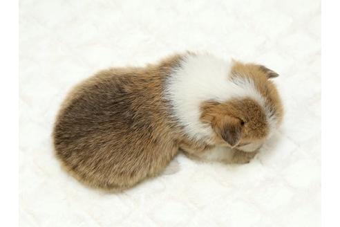 成約済の栃木県のウェルシュコーギーペンブローク-16422の3枚目