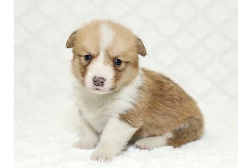 成約済の栃木県のウェルシュコーギーペンブローク-16423の1枚目