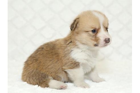 成約済の栃木県のウェルシュコーギーペンブローク-16423の2枚目