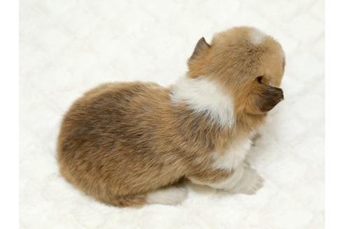 成約済の栃木県のウェルシュコーギーペンブローク-16423の3枚目