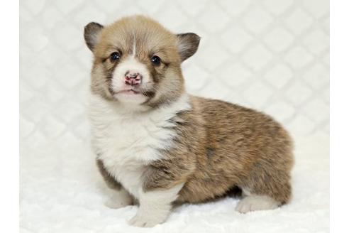 成約済の栃木県のウェルシュコーギーペンブローク-16424の1枚目