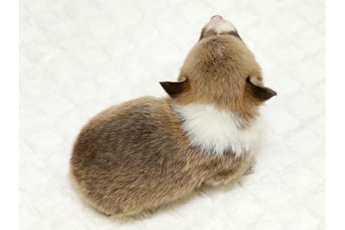 成約済の栃木県のウェルシュコーギーペンブローク-16424の3枚目