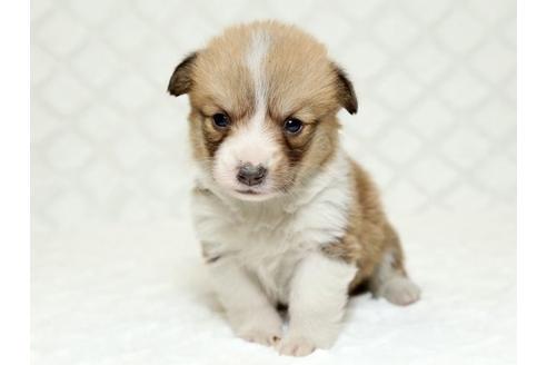 成約済の栃木県のウェルシュコーギーペンブローク-16425の2枚目