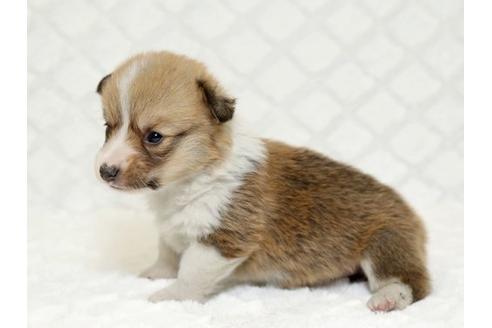 成約済の栃木県のウェルシュコーギーペンブローク-16425の3枚目