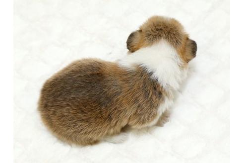 成約済の栃木県のウェルシュコーギーペンブローク-16425の1枚目