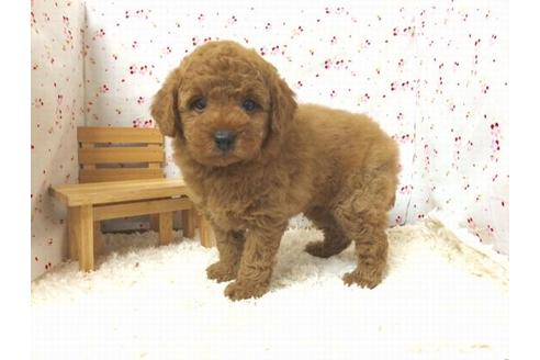 成約済の滋賀県のトイプードル-16430の2枚目