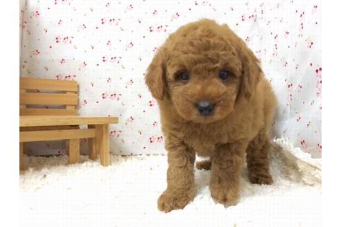 成約済の滋賀県のトイプードル-16430の1枚目