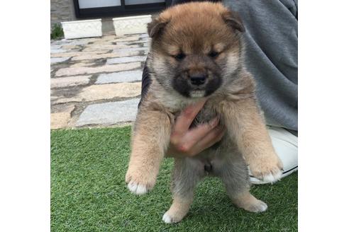 成約済の長崎県の柴犬-16434の1枚目