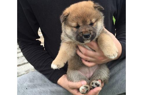成約済の長崎県の柴犬-16434の3枚目