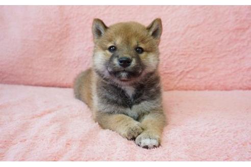 成約済の奈良県の柴犬-15500の1枚目