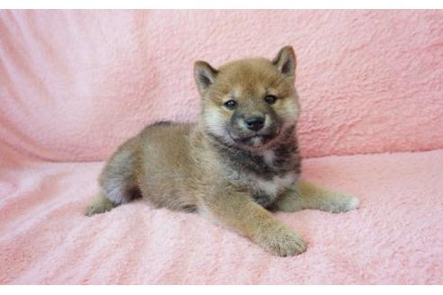 成約済の奈良県の柴犬-15500の2枚目