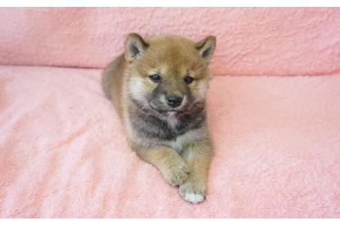 成約済の奈良県の柴犬-15500の3枚目