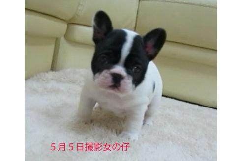 成約済の福岡県のフレンチブルドッグ-16442の2枚目