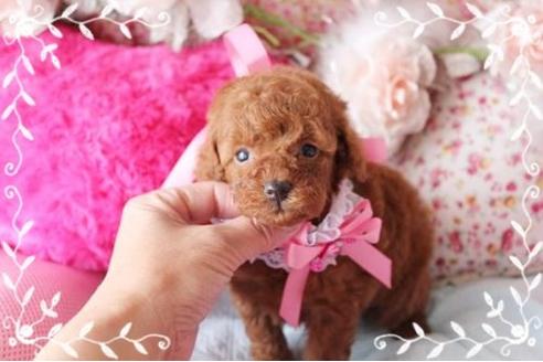 成約済の岡山県のトイプードル-16447の2枚目