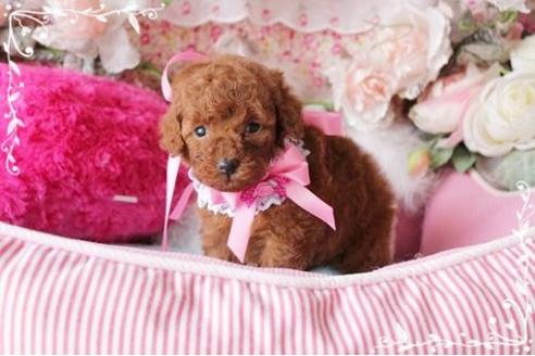 成約済の岡山県のトイプードル-16447の3枚目