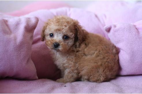 成約済の愛知県のトイプードル-16448の2枚目