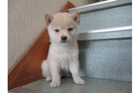 成約済の岡山県の柴犬-16462の2枚目