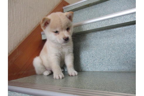 成約済の岡山県の柴犬-16462の1枚目