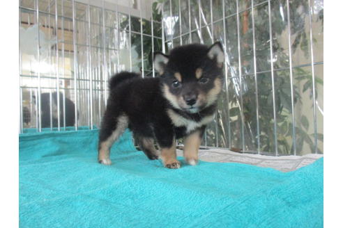 成約済の岡山県の柴犬-16463の1枚目