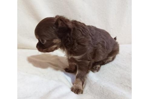子犬