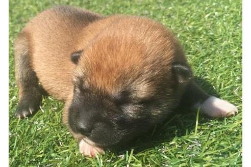 成約済の長崎県の柴犬-16471の1枚目