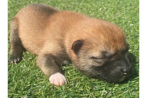 成約済の長崎県の柴犬-16471の2枚目