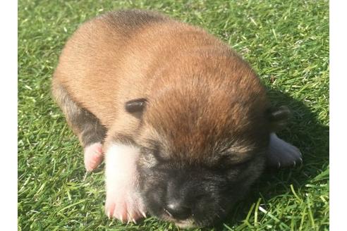 成約済の長崎県の柴犬-16473の3枚目