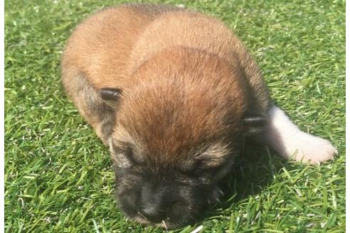 成約済の長崎県の柴犬-16473の1枚目