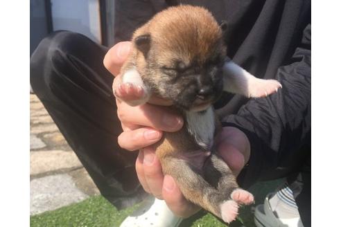 成約済の長崎県の柴犬-16473の2枚目
