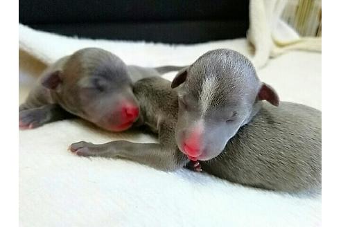 成約済の愛知県のイタリアングレーハウンド(イタグレ)-16484の1枚目