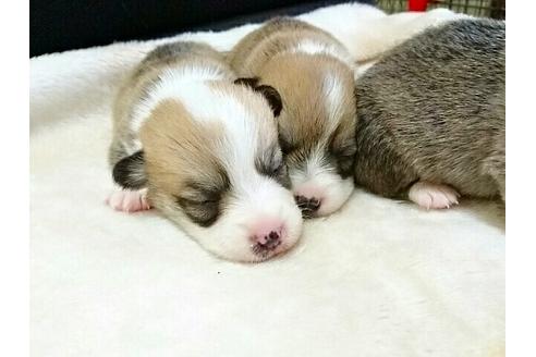 成約済の愛知県のウェルシュコーギーペンブローク-16487の2枚目