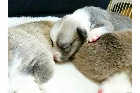 成約済の愛知県のウェルシュコーギーペンブローク-16488の3枚目