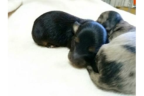 成約済の愛知県のミニチュアダックスフンド-16489の2枚目
